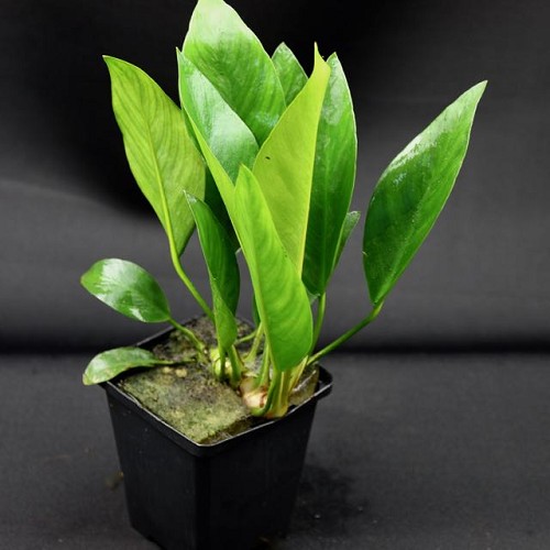 Anubias congensis mother plant